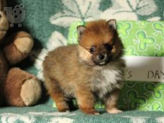 Αξιολάτρευτο Pomeranian Puppies γενεαλογικό