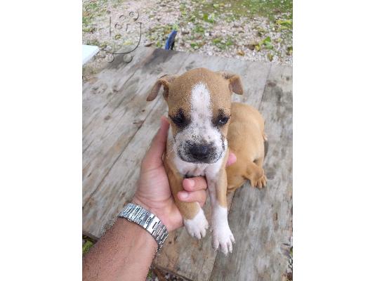 ΠΩΛΟΎΝΤΑΙ  αρσενικά κουτάβια Pitbull.