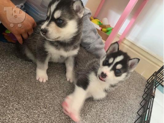 PoulaTo: Όμορφα κουτάβια της Σιβηρίας Husky