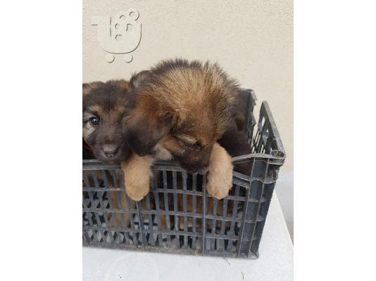 Είμαστε 4 μικρά πανέξυπνα λυκοσκυλάκια