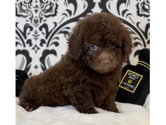 Poodle chocolate toy - Κανίς σοκολατί τόι