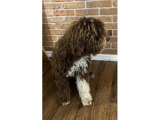 Lagotto Romagnolo κουτάβια