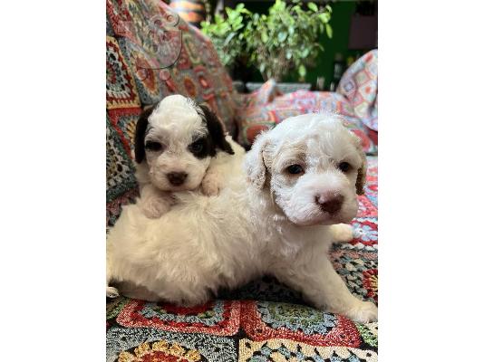 Lagotto romagnolo κουτάβια