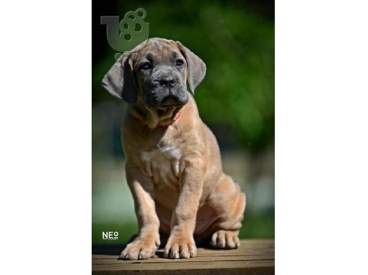 PoulaTo: Cane Corso κουτάβια
