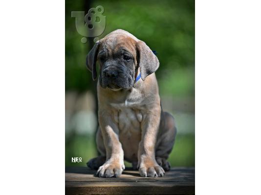 Cane Corso κουτάβια