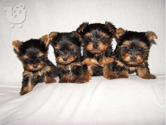 PoulaTo: Υόρκσιρη κουτάβια τεριέ  / yorkshire terrier