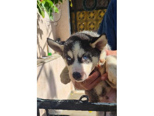 PoulaTo: Husky