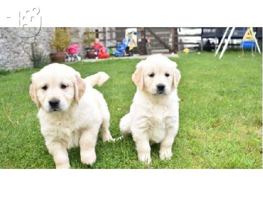 PoulaTo: ωλούνται κουτάβια Golden Retriever