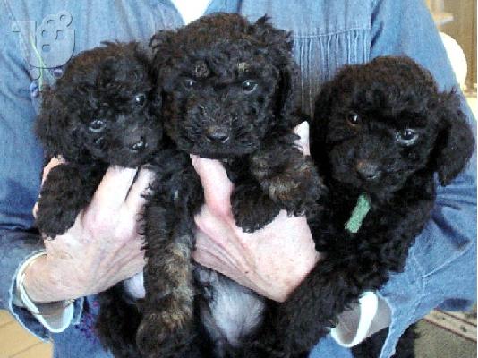 PoulaTo: Caniche mini - Κανίς μίνι