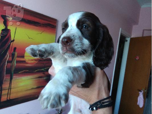 πωλούνται κουταβάκια cocker spaniel