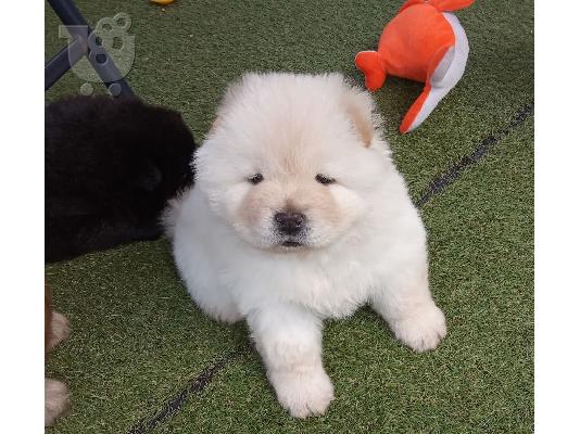 Όμορφη Chow Chow Χρειάζεται νέο σπίτι