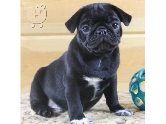 PoulaTo: πανέμορφα κουτάβια Pug