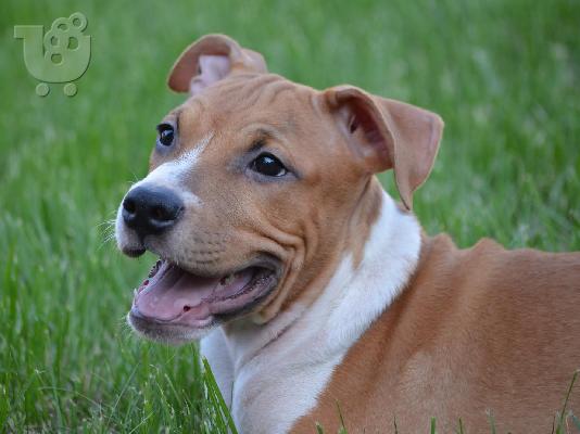 Αμερικανικό Stafford Terrier ΚΟΡΥΦΑΙΑ ΠΟΙΟΤΗΤΑ