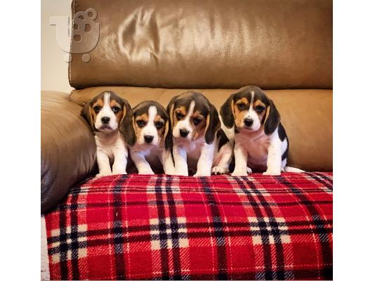 Πώληση κουτάβια Nice Beagle.