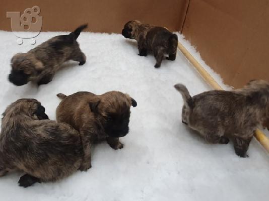 PoulaTo: Λατρευτά κουτάβια Cairn Terrier