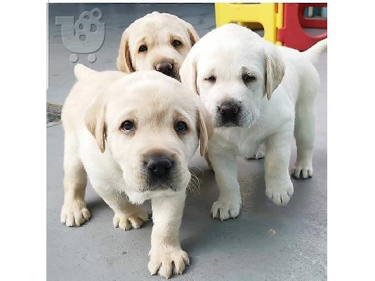 Εδώ έχουμε 5 όμορφα κουτάβια Labrador retriever.