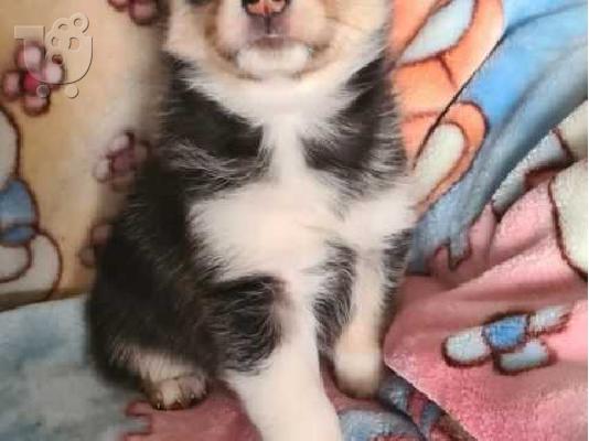 ΚΑΤΑΠΛΗΚΤΙΚΗ ΑΓΑΠΗ POMSKY PU [PPY SVSILSBLE