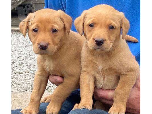 PoulaTo: Εδώ έχουμε 5 όμορφα κουτάβια Labrador retriever. Αυτά τα