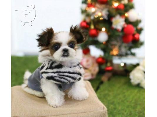 PoulaTo: Υπέροχα κουτάβια Shih Tzu διαθέσιμα