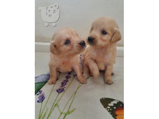 PoulaTo: υπέροχο xmas golden retriever κουτάβι προς πώληση
