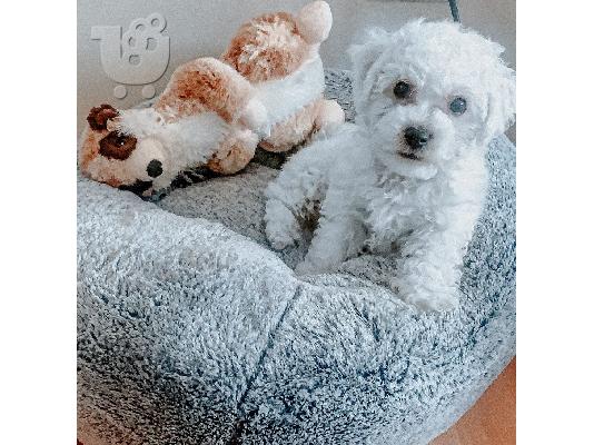 Όμορφη πλήρη γενεαλογία KC Reg Bichon Frize κουτάβια,