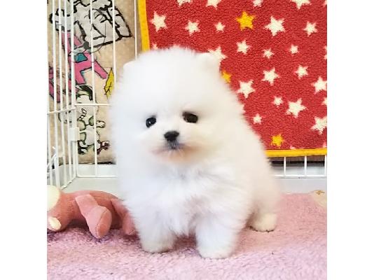 PoulaTo: Σούπερ χαριτωμένο κουτάβι Pomeranian