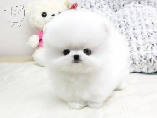 PoulaTo: Pomeranian