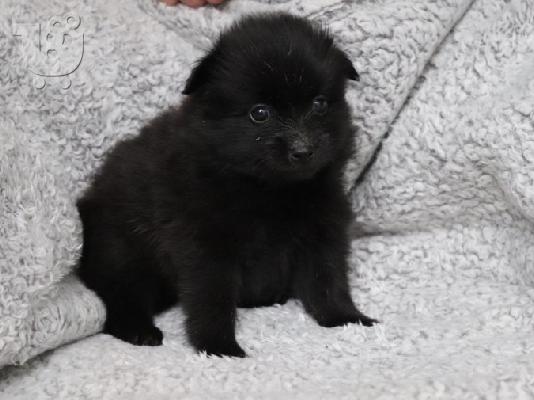 PoulaTo: Κουτάβια Pomeranian