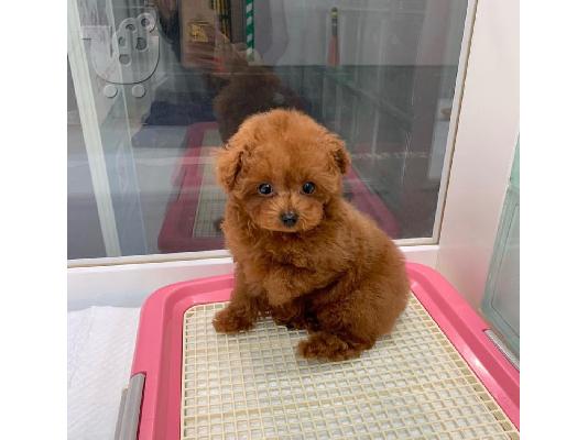 Παιχνίδια αρσενικά και θηλυκά κουτάβια Poodle προς πώληση....