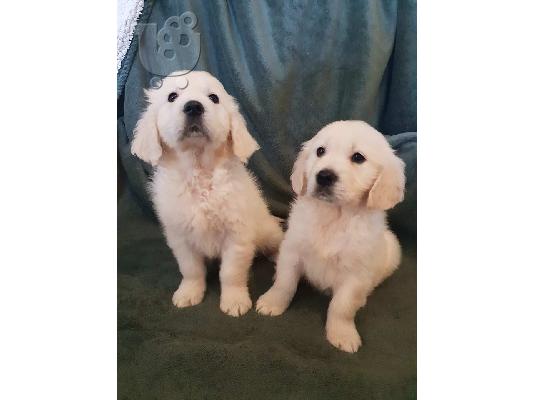 PoulaTo: Όμορφα κουτάβια λαβράδων Retriever προς πώληση.