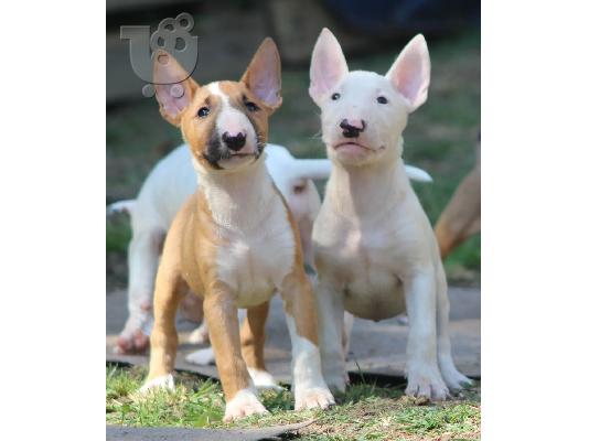 PoulaTo: Standard Bull Terrier κουτάβια