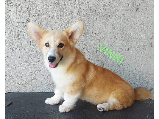 Pembroke Welsh Corgi κουτάβια