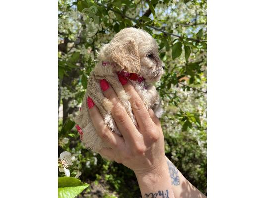 Maltipoo κουτάβια + δώρο