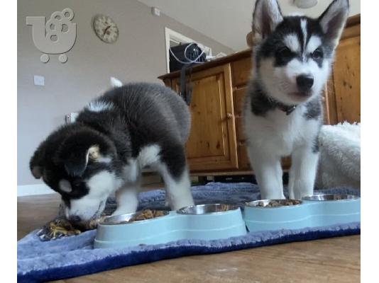 PoulaTo: Όμορφα κουτάβια Siberian Husky για καλό σπίτι