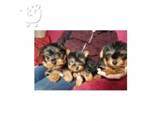 Υγιείς Yorkie Pups