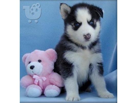 Όμορφα σκυλιά σκύλου Husky