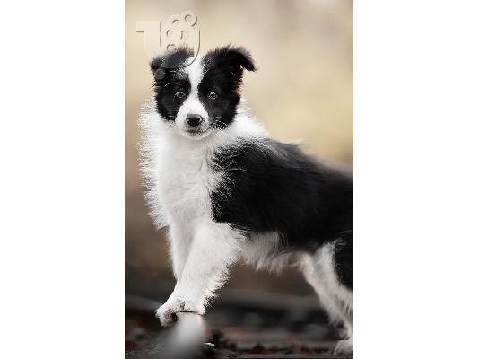 PoulaTo: border collie
