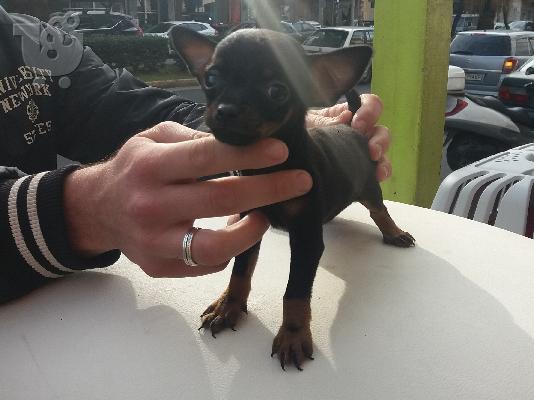PoulaTo: Pinscher teacup