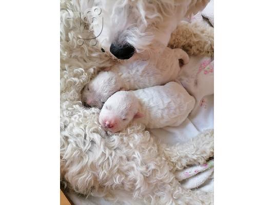 Bichon Frize κουτάβια