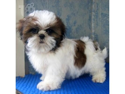 PoulaTo: Πολύ μικροσκοπικό κορίτσι Shih-Tzu προς πώληση