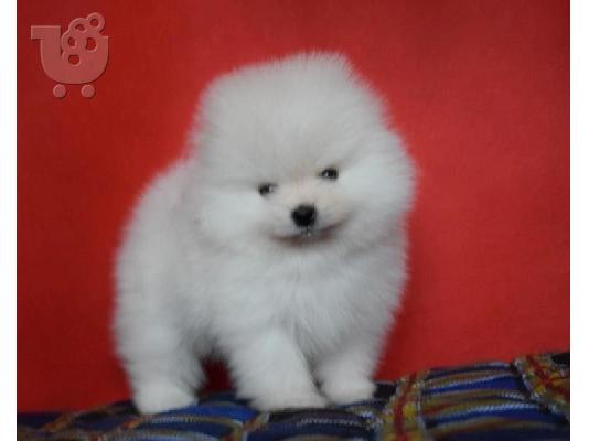 μήνες Pomeranian ψάχνει για ένα νέο σπίτι