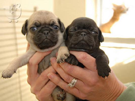 PoulaTo: Pug