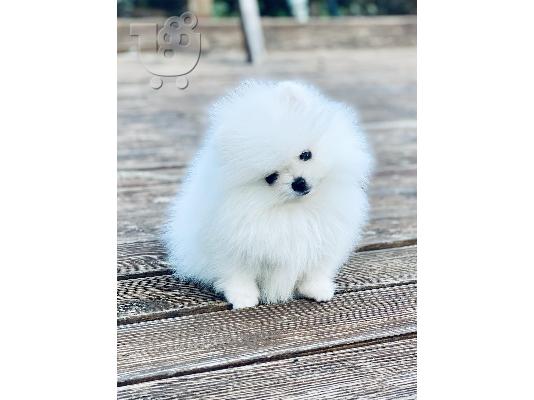 PoulaTo: Pomeranian spitz mini white