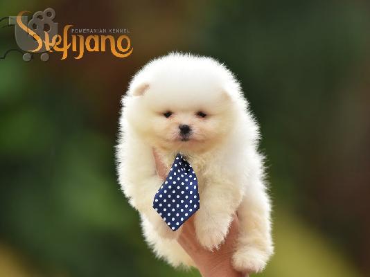 Pomeranian Boo. Κουτάβι φλιτζάνι τσαγιού