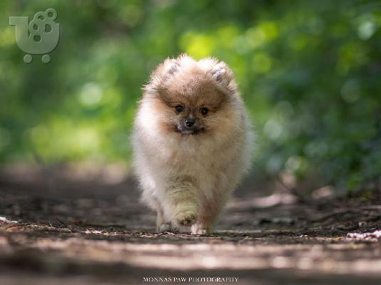 POMERANIAN BOO POPPIES