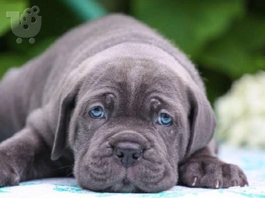 Cane Corso κουταβια ΣΥΣΤΑΣΗ