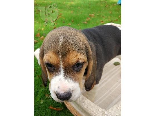 Beagle κουτάβια διαθέσιμα προς πώληση Αναισθητοποίηση...