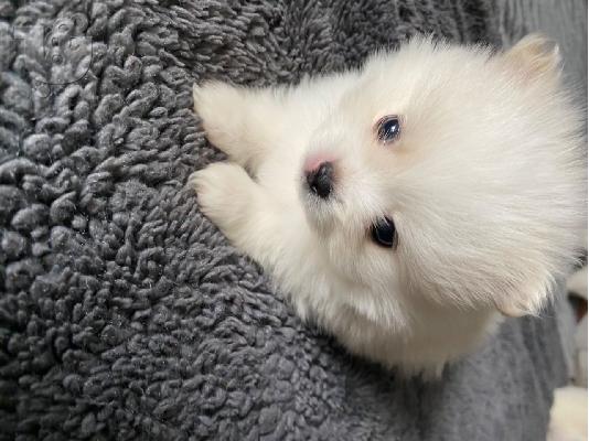 Πανέμορφα καθαρά λευκά Pomeranian κουτάβια