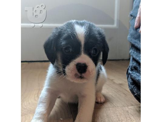 Διαθέσιμα κουτάβια Beagle