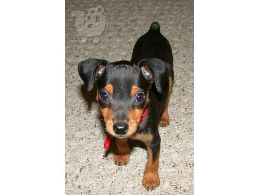 PoulaTo: Χαριτωμένο και αξιολάτρευτο Mini Pinscher